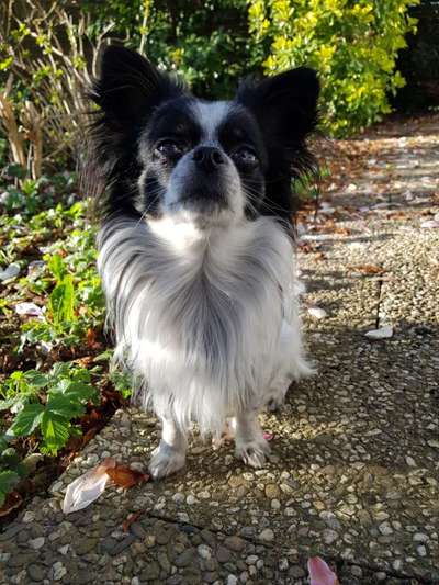 Dogorama Foto Aktion - Dein Hund im Dogorama Büro-Beitrag-Bild