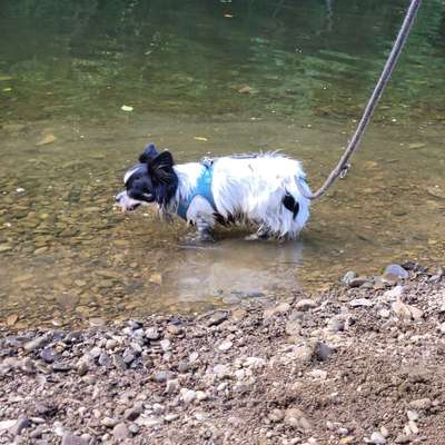 Dogorama Foto Aktion - Dein Hund im Dogorama Büro-Beitrag-Bild