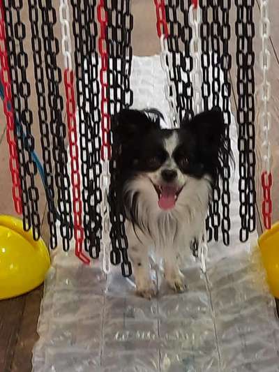 Dogorama Foto Aktion - Dein Hund im Dogorama Büro-Beitrag-Bild