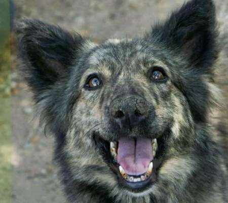 Foto's und Hundemodels-Beitrag-Bild