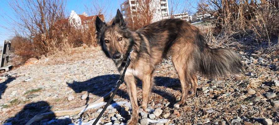 Foto's und Hundemodels-Beitrag-Bild