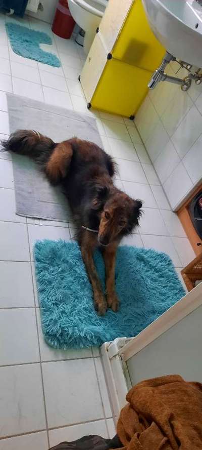 CHALLENGE NR. 19 - Der Hundeblick-Beitrag-Bild