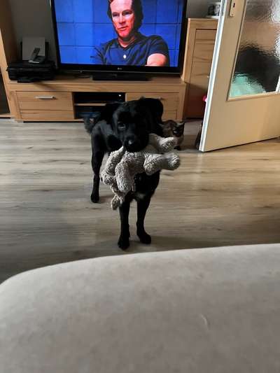 Hundetreffen-Hunde Sozialverhalten üben-Bild