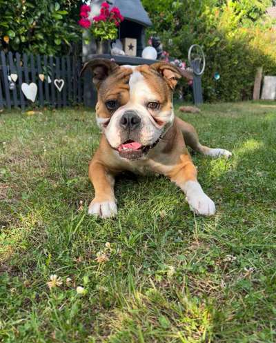 Olde English Bulldogge-Beitrag-Bild
