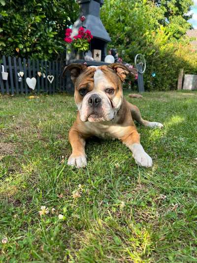 Olde English Bulldogge-Beitrag-Bild