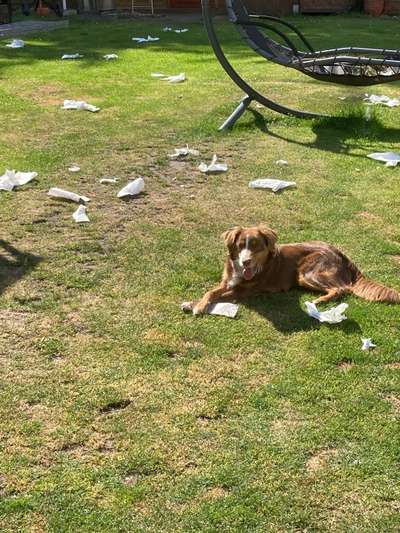 Zeig mir, dass du mit einem hund zusammenlebst....-Beitrag-Bild