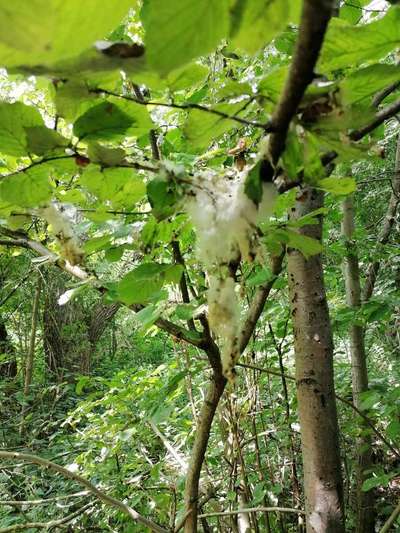 was ist das?-Beitrag-Bild