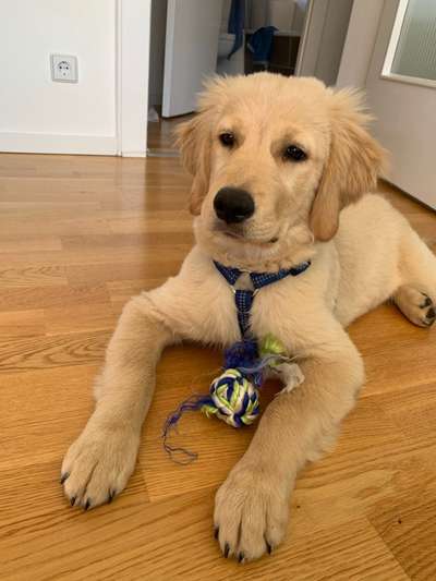 Wo sind die Golden Retriever Liebhaber?-Beitrag-Bild