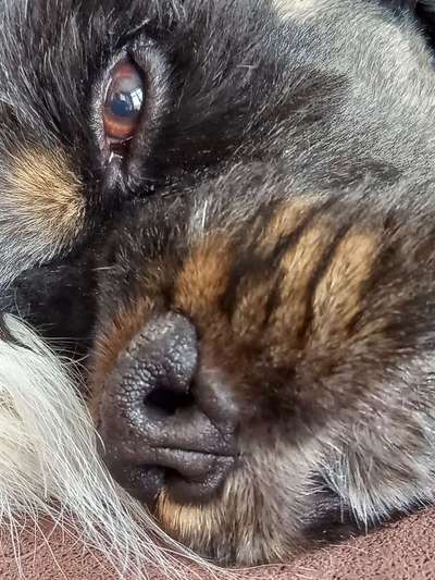 Zeigt mir die tollste Nahaufnahme von eurer Fellnase-Beitrag-Bild