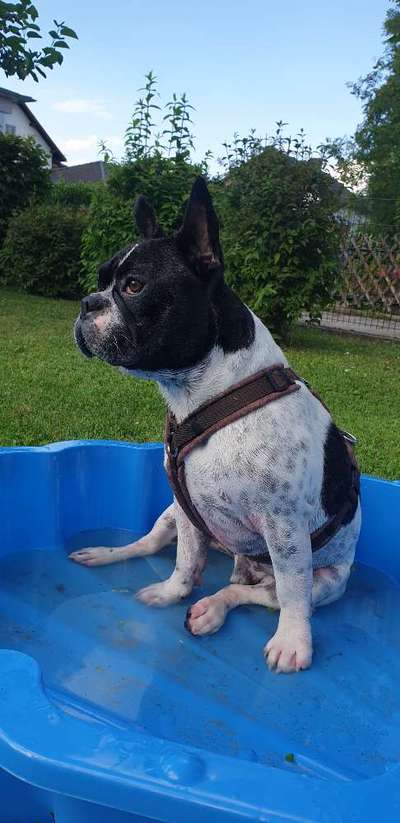 Französische Bulldoggen-Beitrag-Bild