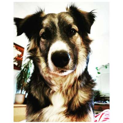 Mischlingshunde Foto Aufruf-Beitrag-Bild