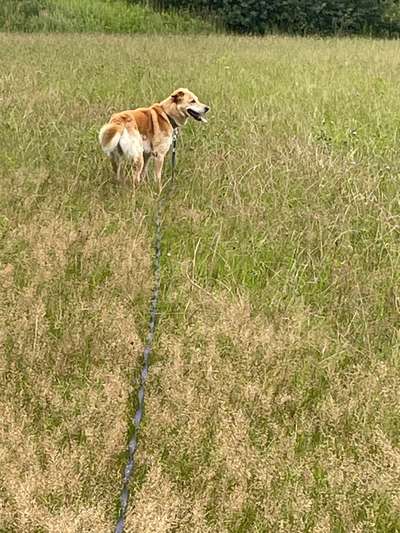 Hundetreffen-Hundetreffen in/bei Parchim-Bild