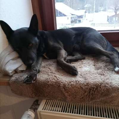 Hundetreffen-Hundebetreuung tagsüber-Bild