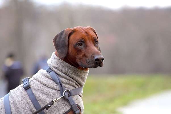 Rhodesian Ridgeback-Beitrag-Bild