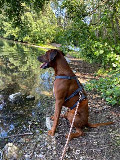 Dogorama-Monats-Challenge-Mai "Wasser"-Beitrag-Bild