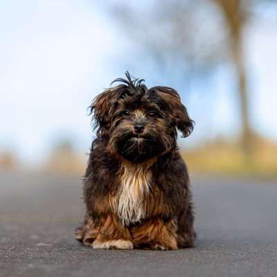 %{de_profession_title}-Hundeshooting-Bild