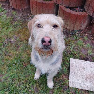 Hundetreffen-Spiel stunde und soziale Kontakte knüpfen 😅-Bild