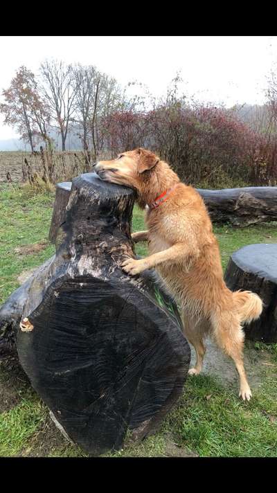 Schäferhundmischlinge-Beitrag-Bild