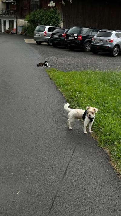 Hundetreffen-Hundetreff-Bild