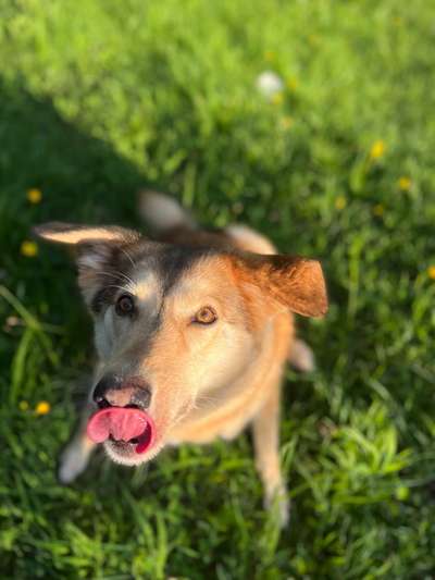 Tongue Out Tuesday-Beitrag-Bild