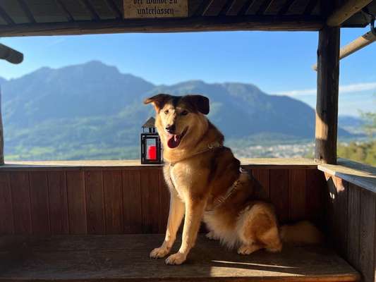 Dogorama Photo Challenge - schönster Gassiausblick-Beitrag-Bild