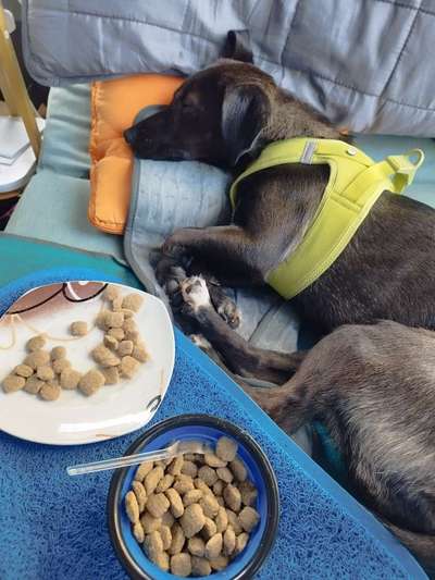 TierschutzhundeStammtisch🐕-Beitrag-Bild