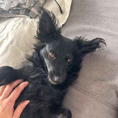 Hundetreffen-Mischling-Bild