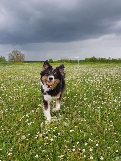 Hundetreffen-Spiel-, Gassi- oder Trainingspartner?-Bild