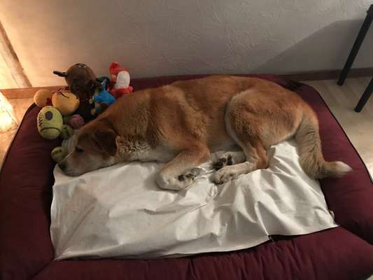 Fotochallenge Nr. 56 - geliebte Senioren-Beitrag-Bild