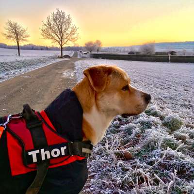 Akita Inu/American Akita (Mix) halter.-Beitrag-Bild