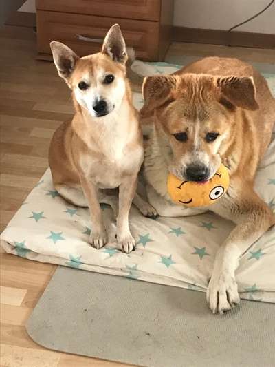 Bester Freund, Hundekumpel - zeigt her!-Beitrag-Bild