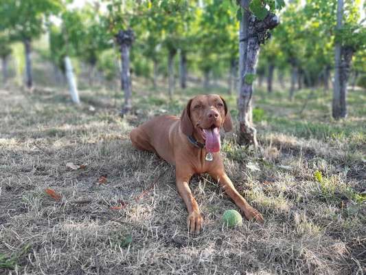 Dein Hund im Dogorama-Kalender 2021-Beitrag-Bild