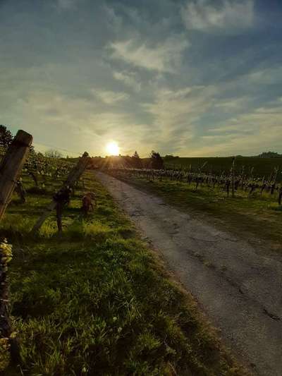 Dein Hund im Dogorama-Kalender 2021-Beitrag-Bild