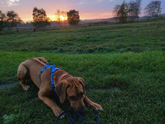 Rhodesian Ridgeback-Beitrag-Bild