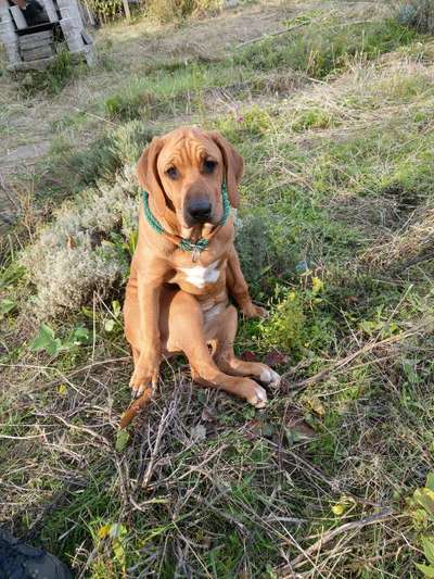 Rhodesian Ridgeback-Beitrag-Bild