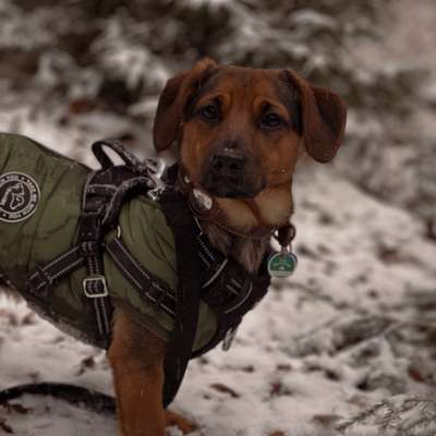 Hundetreffen-Spiel-/Trainingsrunden an der Sieg oder im Wald von Hennef-Bild