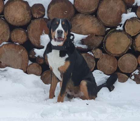 Die Dogorama Kalender Challenge Teil 2/4-Beitrag-Bild