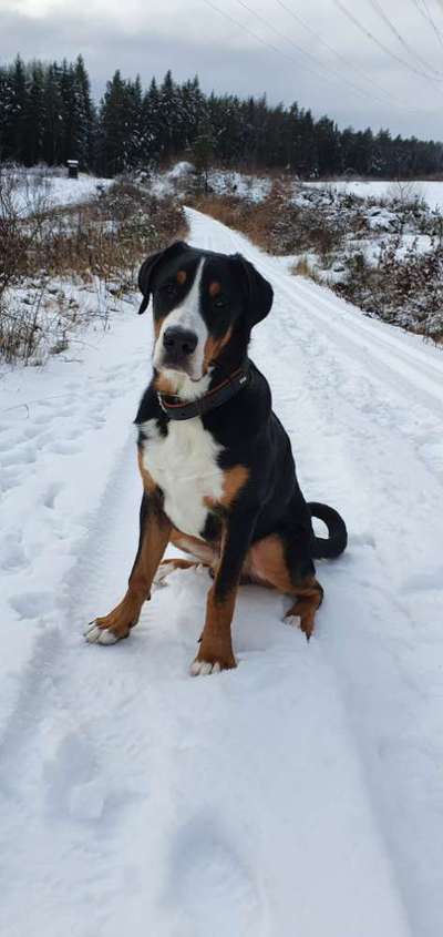 Weitere Große Schweizer Sennenhunde (oder andere große Rassen) hier?-Beitrag-Bild