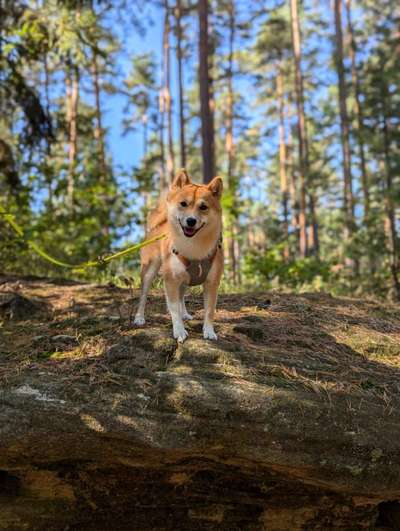 Hundetreffen-Gassi- und Spieletreff-Bild