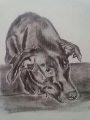 Hunde in Öl-Beitrag-Bild