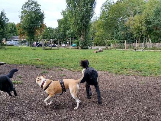 Hundeauslaufgebiet-Hundezone Hammerpark-Bild
