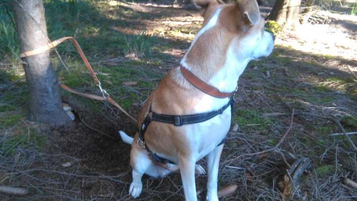 Dogorama Photo Challenge - Zufallsfund beim Gassi-Beitrag-Bild