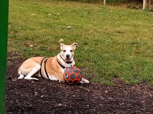 Auslandstierschutz-Beitrag-Bild