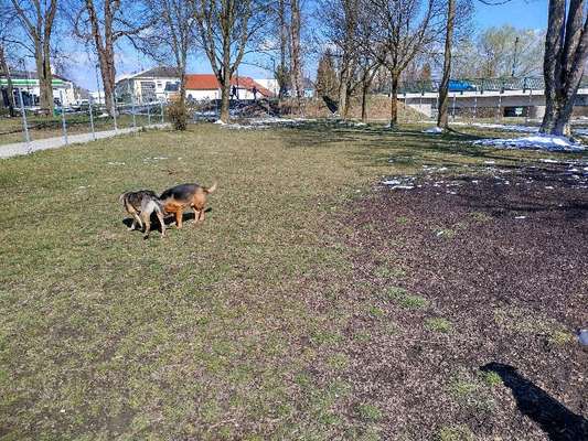 Hundeauslaufgebiet-Hauptstraße-Bild