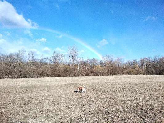 Hundeauslaufgebiet-Naturlehrpfad Feldmühle-Bild