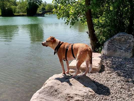 Hundeauslaufgebiet-Ebersdorfer See-Bild