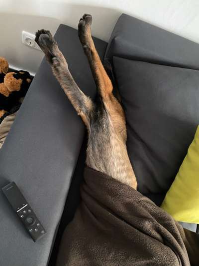 Dogorama Photo Challenge - Hündchen streckt dich-Beitrag-Bild