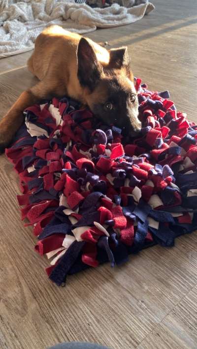 Welpen Bilder !-Beitrag-Bild