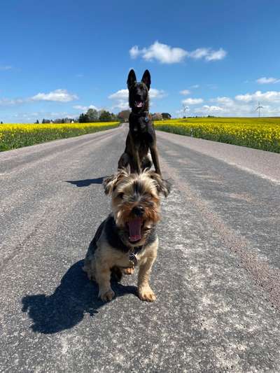 Handy Fotochallenge Nr. 52: Dein Hund mit blauem Himmel-Beitrag-Bild