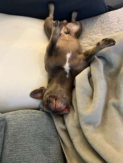 Französische Bulldoggen-Beitrag-Bild